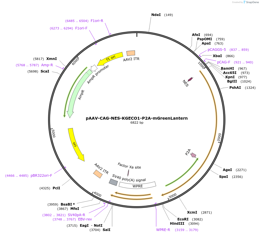 232843-plasmid-map-sequence-id-480865
