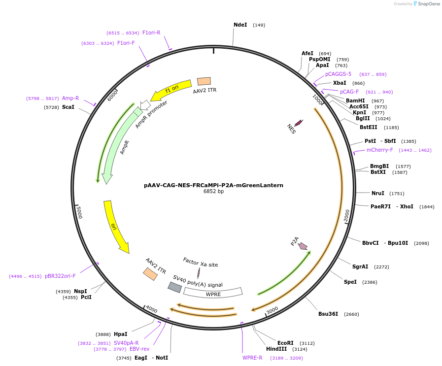 232841-plasmid-map-sequence-id-480866