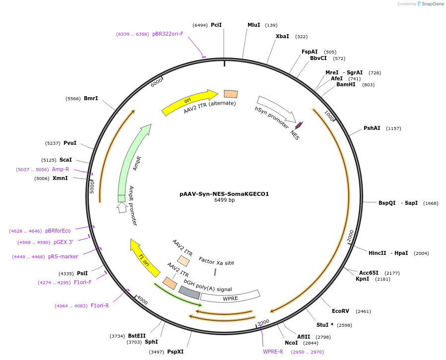 232839-plasmid-map-sequence-id-480868