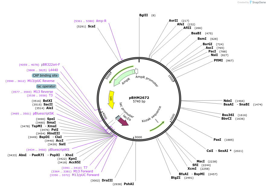 241719-plasmid-map-sequence-id-480869