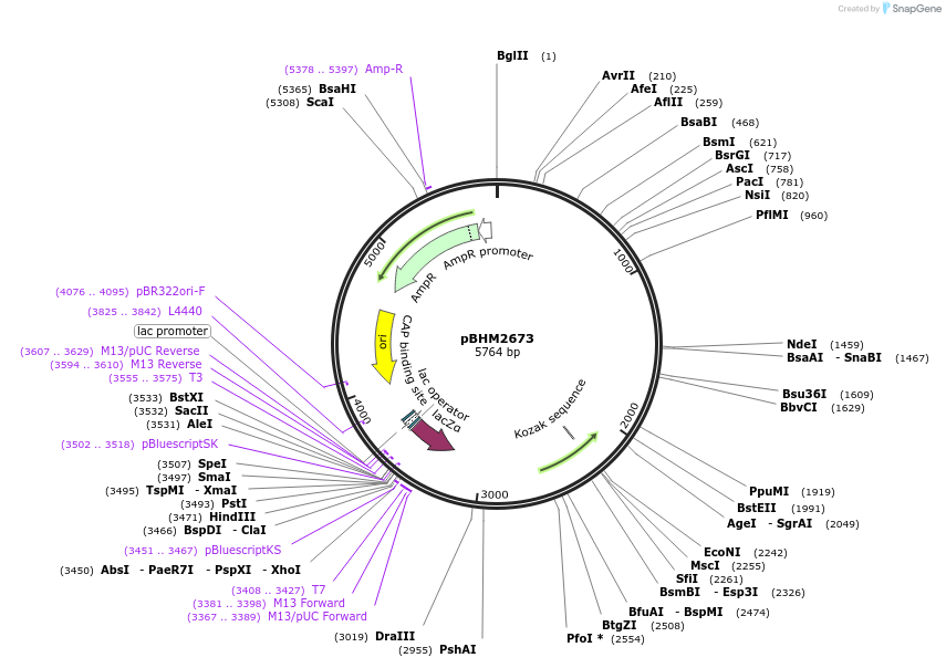 241720-plasmid-map-sequence-id-480871
