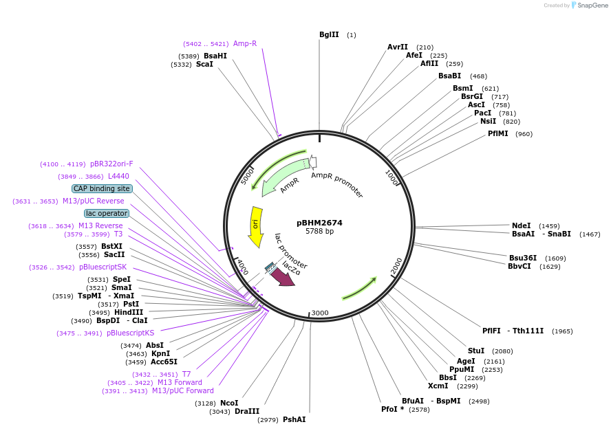 241727-plasmid-map-sequence-id-480872