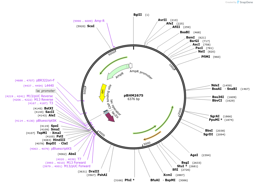 241722-plasmid-map-sequence-id-480873