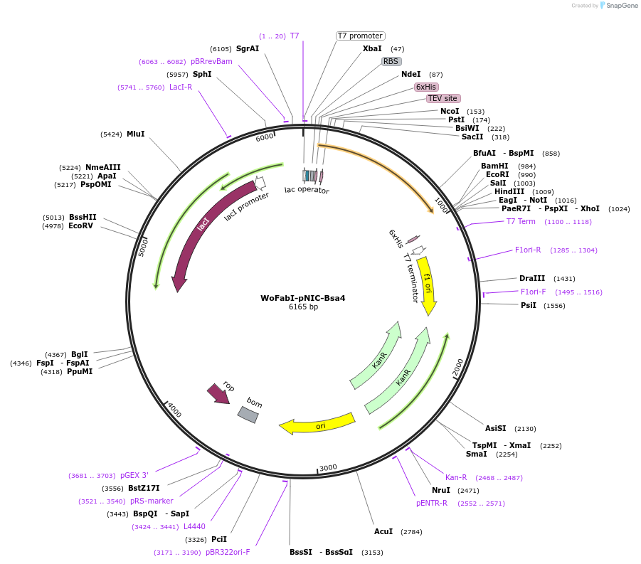 240437-plasmid-map-sequence-id-481073