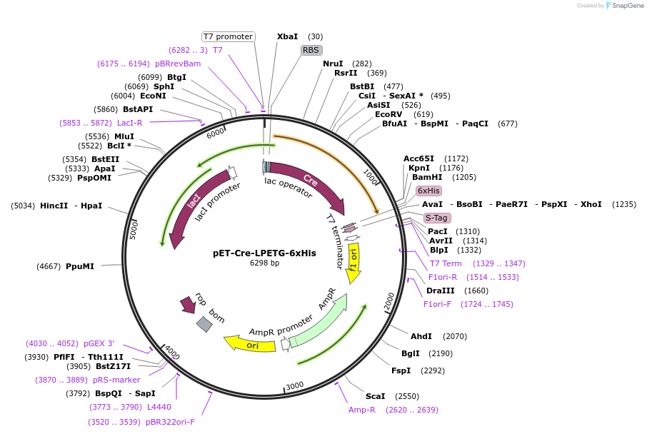 237224-plasmid-map-sequence-id-481077