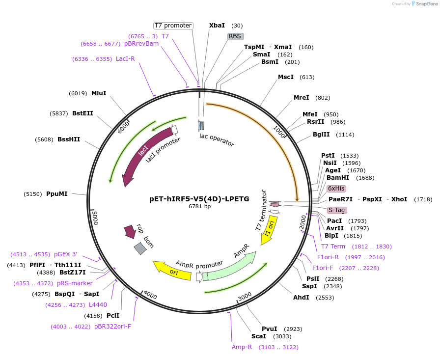 237225-plasmid-map-sequence-id-481078