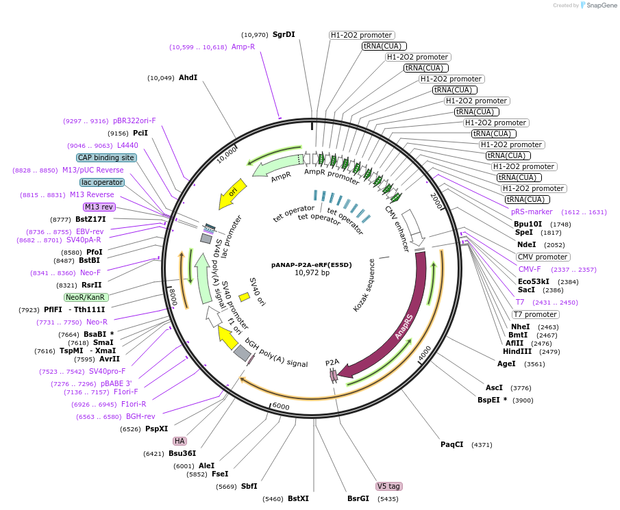 241290-plasmid-map-sequence-id-481082