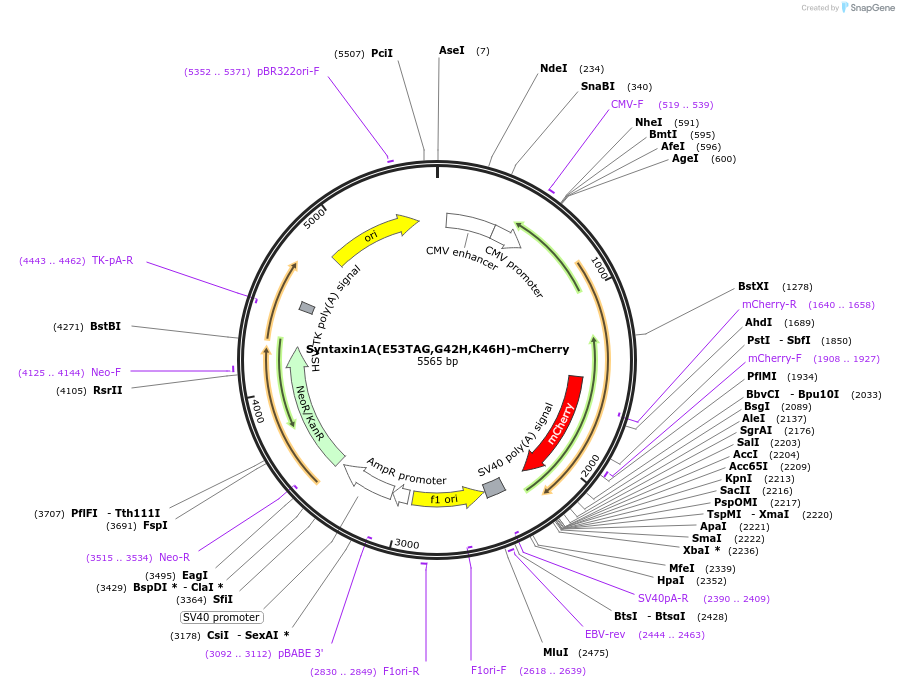 241294-plasmid-map-sequence-id-481089