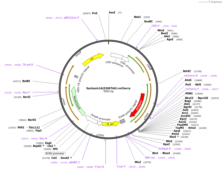 241295-plasmid-map-sequence-id-481090