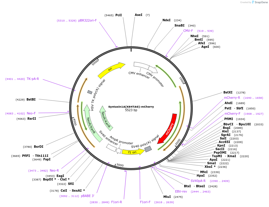 241297-plasmid-map-sequence-id-481092