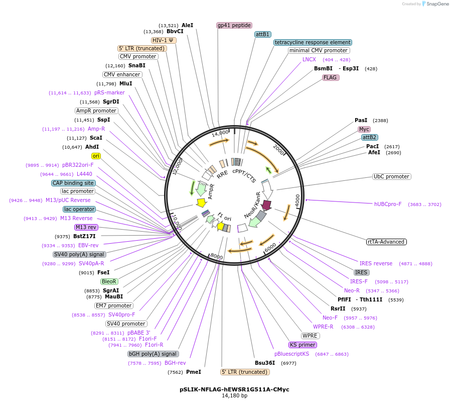 50734-plasmid-map-sequence-id-481096