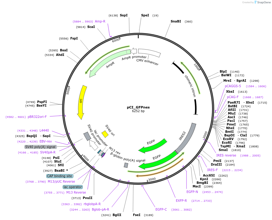 240501-plasmid-map-sequence-id-481097