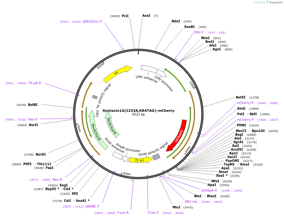 241299-plasmid-map-sequence-id-481098