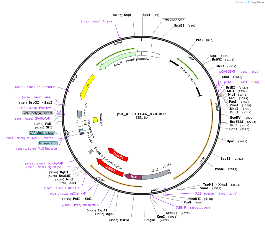 240506-plasmid-map-sequence-id-481105