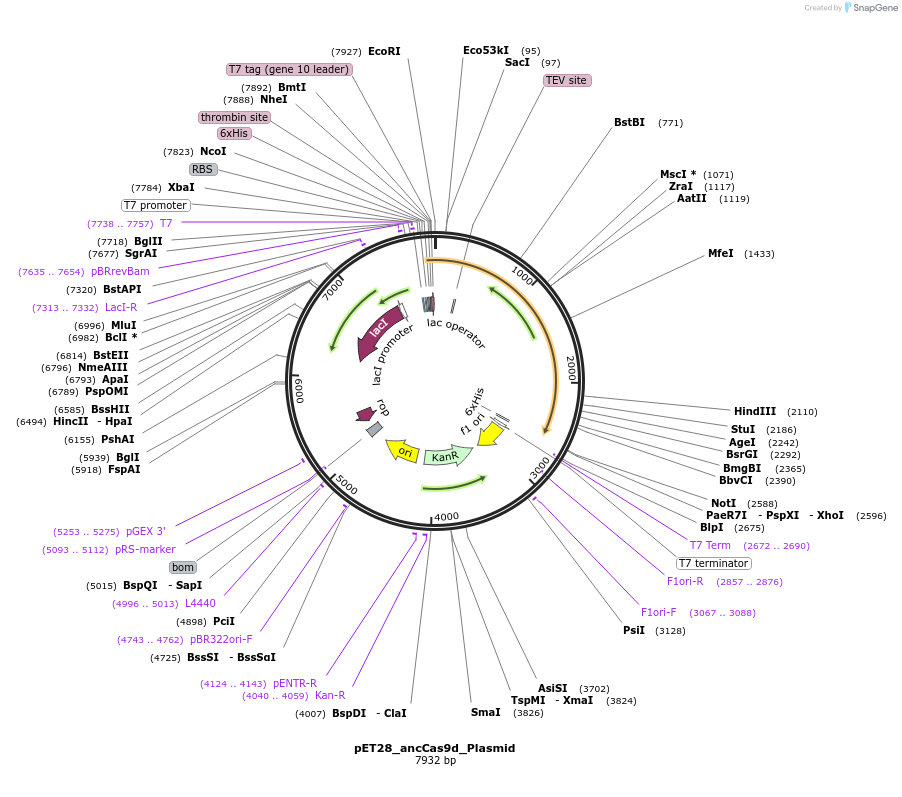 239444-plasmid-map-sequence-id-481113