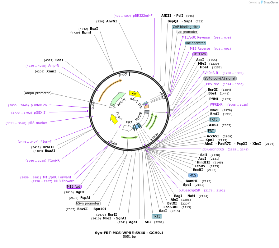 241327-plasmid-map-sequence-id-481117