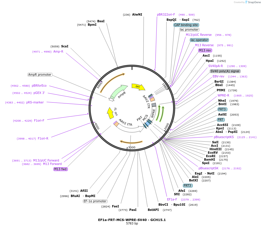241328-plasmid-map-sequence-id-481118