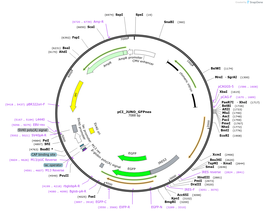 240499-plasmid-map-sequence-id-481120