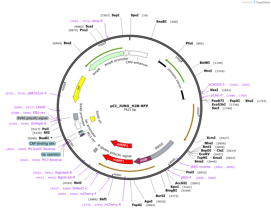 240498-plasmid-map-sequence-id-481140