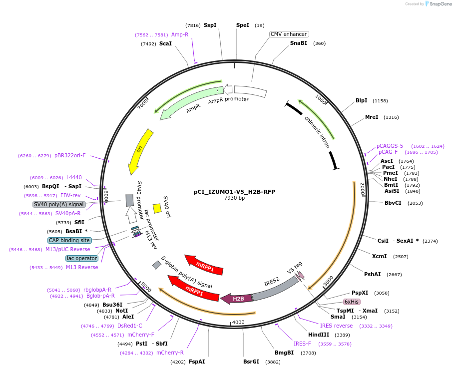 240496-plasmid-map-sequence-id-481141