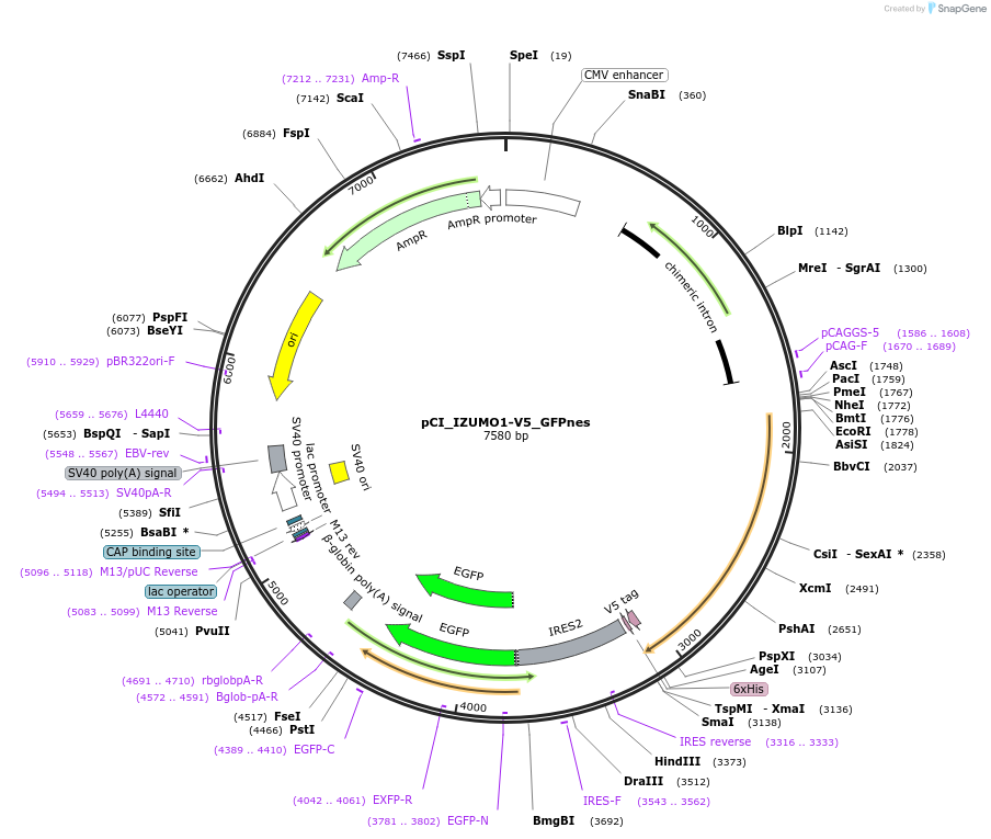 240497-plasmid-map-sequence-id-481142