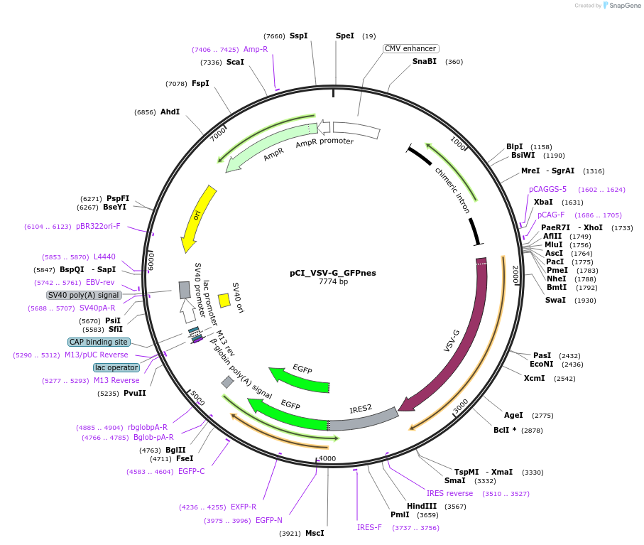 240505-plasmid-map-sequence-id-481192