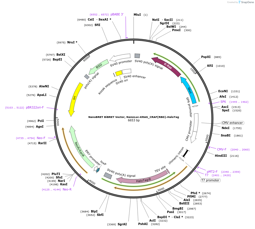 238575-plasmid-map-sequence-id-481206