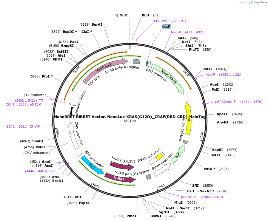 238576-plasmid-map-sequence-id-481207