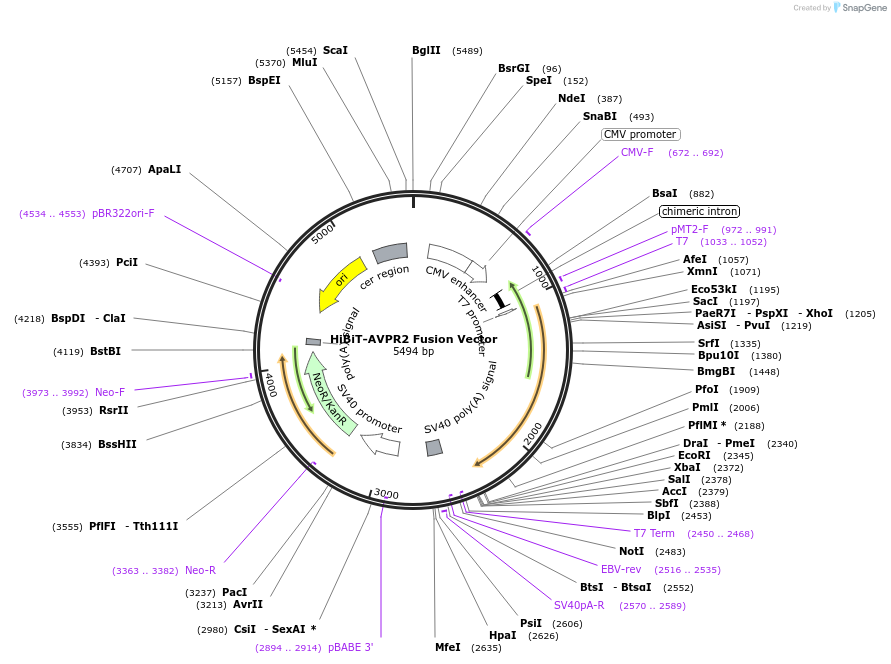 238619-plasmid-map-sequence-id-481212