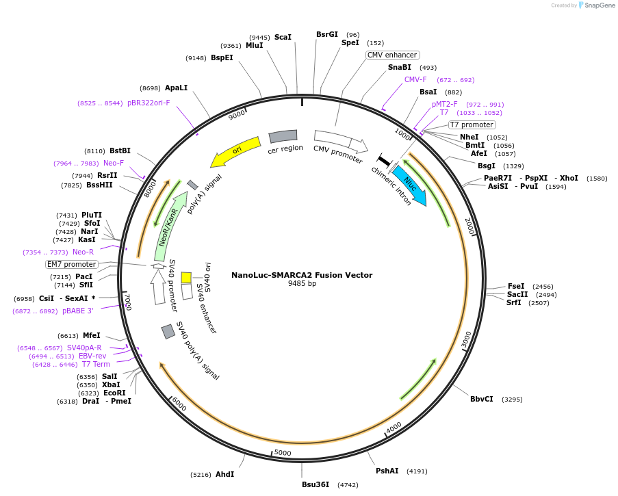 238641-plasmid-map-sequence-id-481214