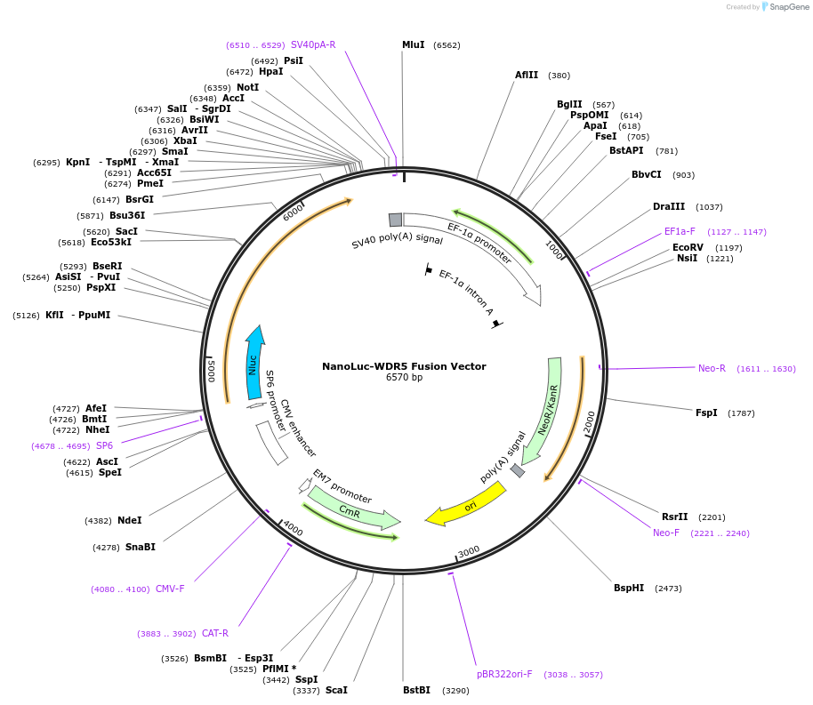 238642-plasmid-map-sequence-id-481215