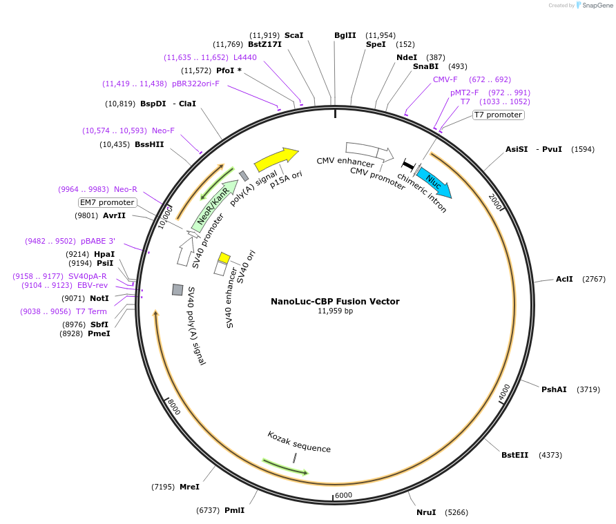 238646-plasmid-map-sequence-id-481227