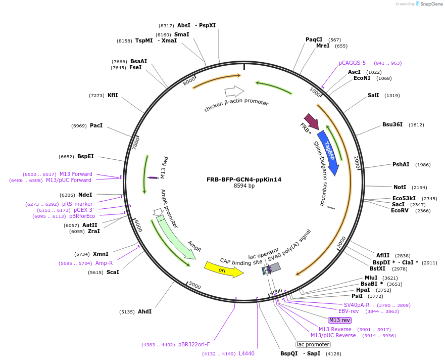 240426-plasmid-map-sequence-id-481493