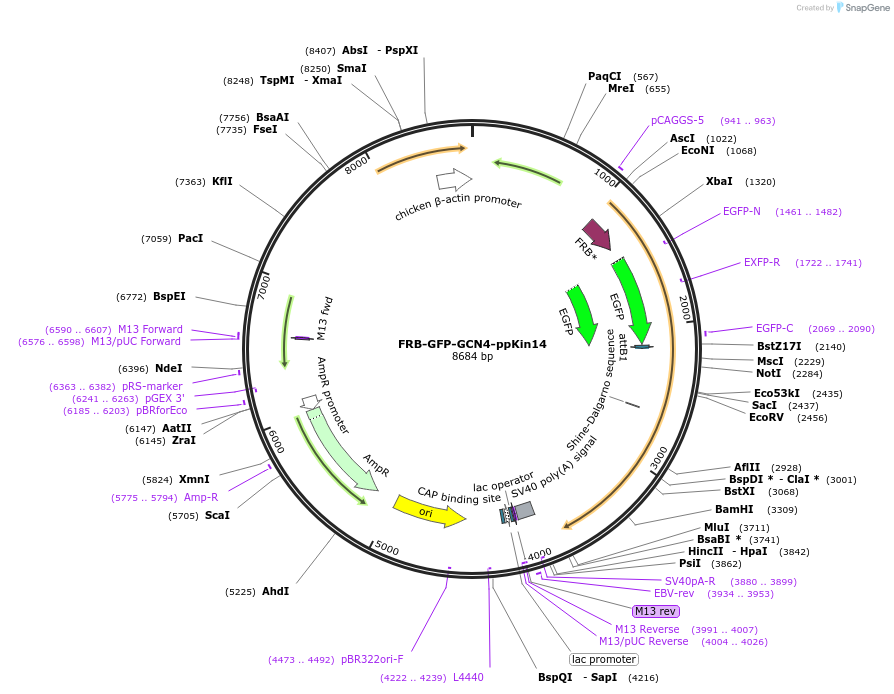 240427-plasmid-map-sequence-id-481494
