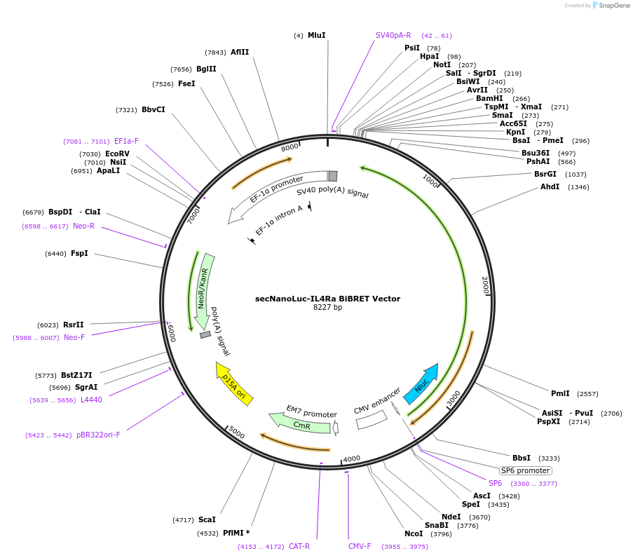 238675-plasmid-map-sequence-id-481496