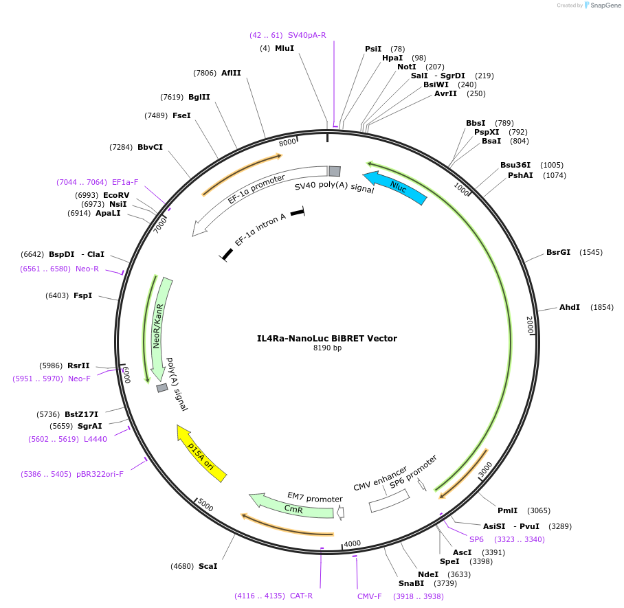 238677-plasmid-map-sequence-id-481497