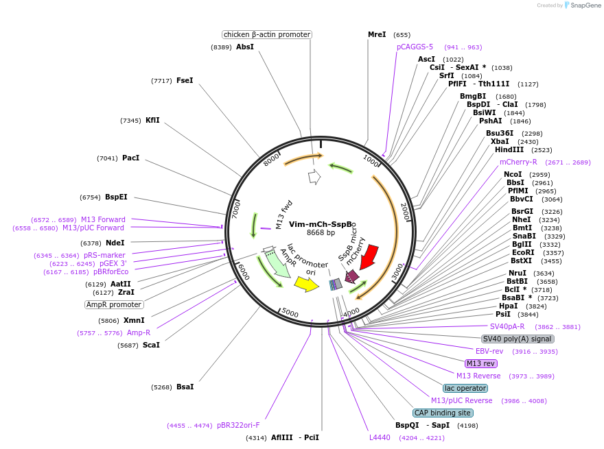240421-plasmid-map-sequence-id-481499