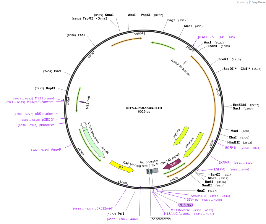 240422-plasmid-map-sequence-id-481501