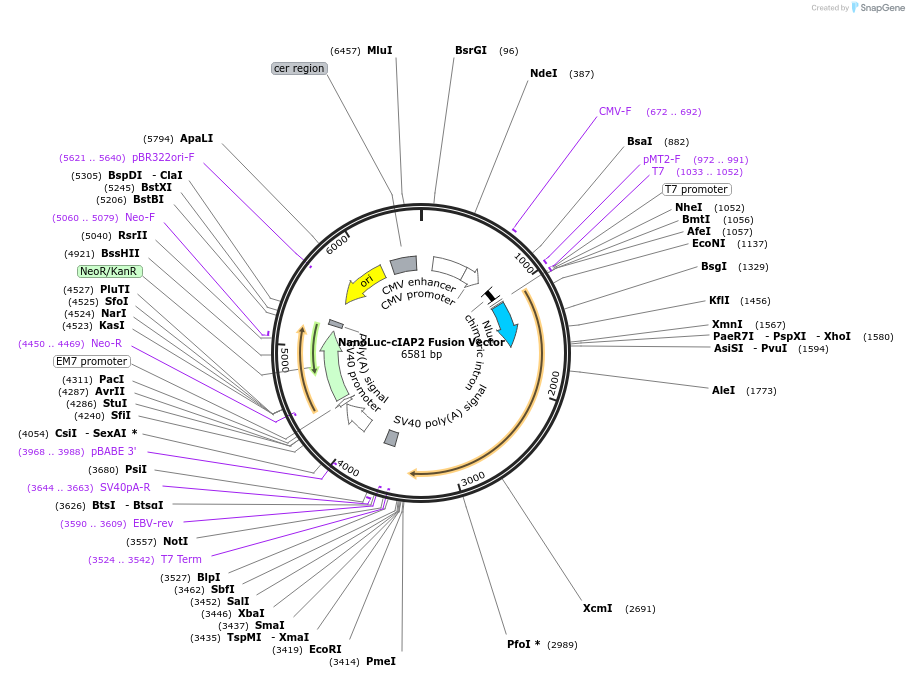 238876-plasmid-map-sequence-id-481502