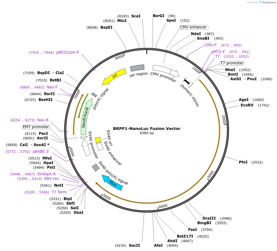 238872-plasmid-map-sequence-id-481504