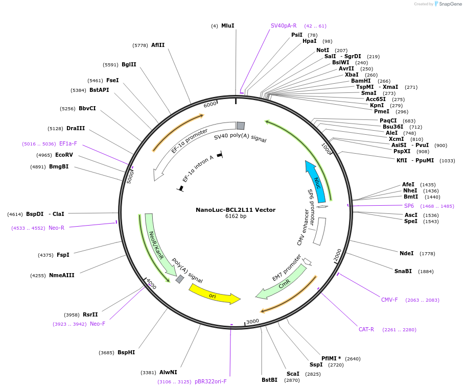 238831-plasmid-map-sequence-id-481547