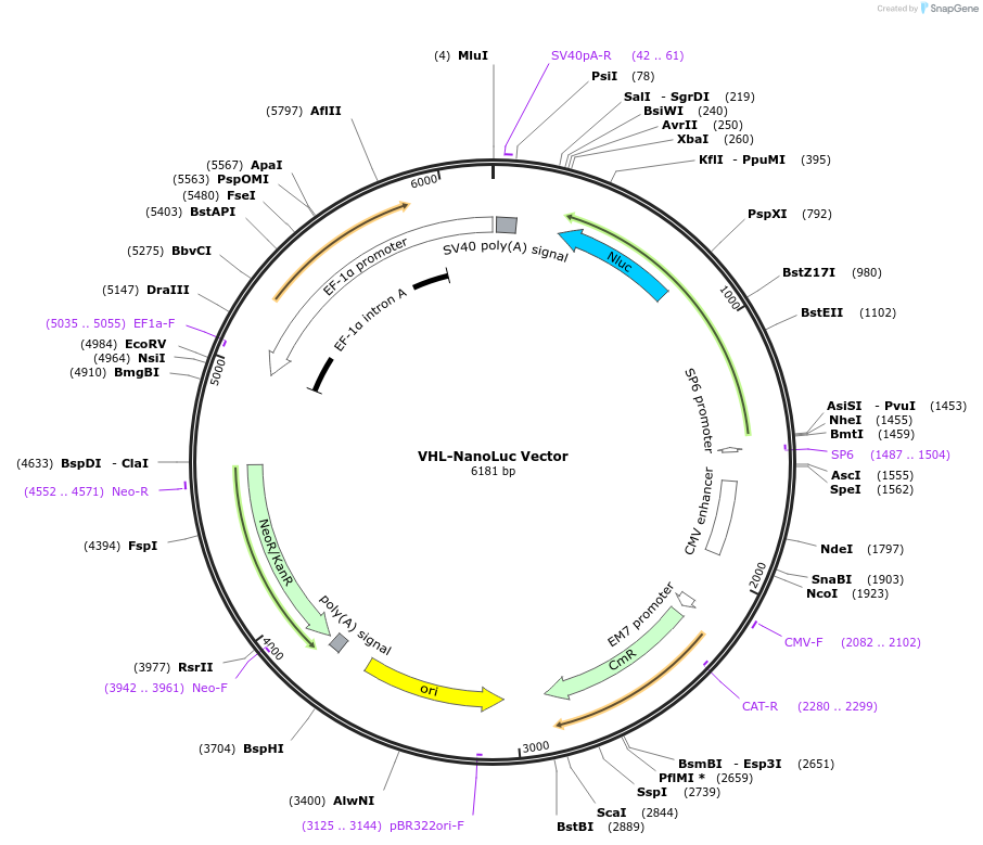 238827-plasmid-map-sequence-id-481548