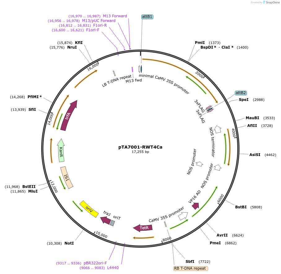 237529-plasmid-map-sequence-id-481551