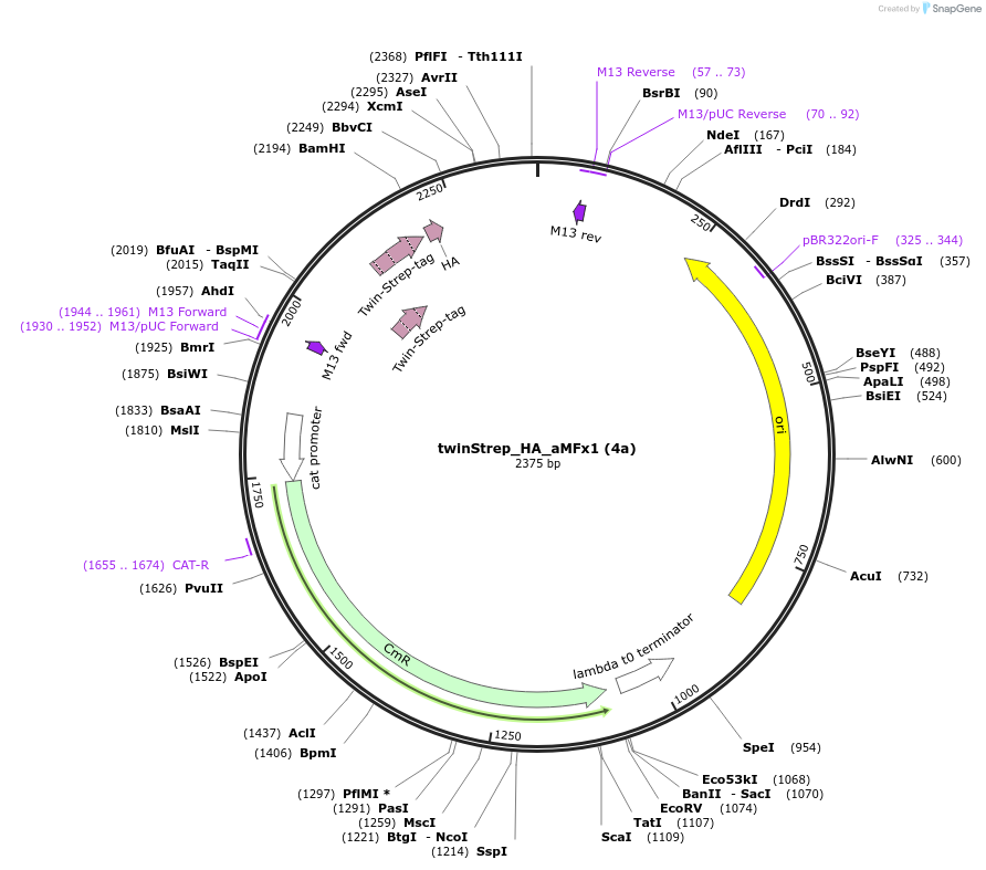 238905-plasmid-map-sequence-id-481553