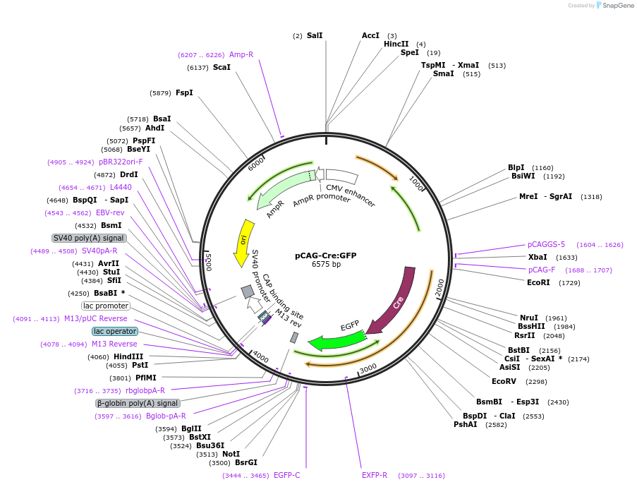 13776-plasmid-map-sequence-id-481554