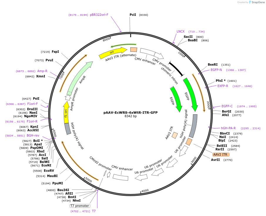 240280-plasmid-map-sequence-id-481562