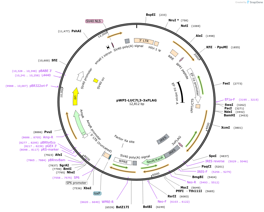 201642-plasmid-map-sequence-id-481628