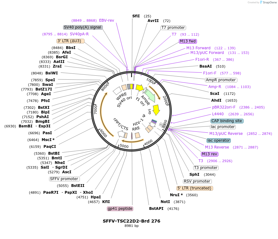 219218-plasmid-map-sequence-id-481629