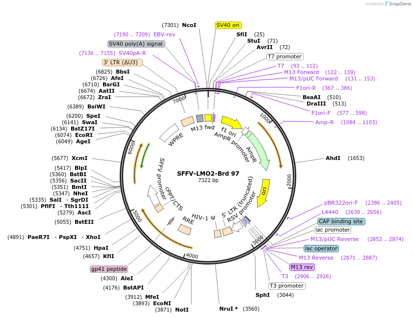219070-plasmid-map-sequence-id-481630