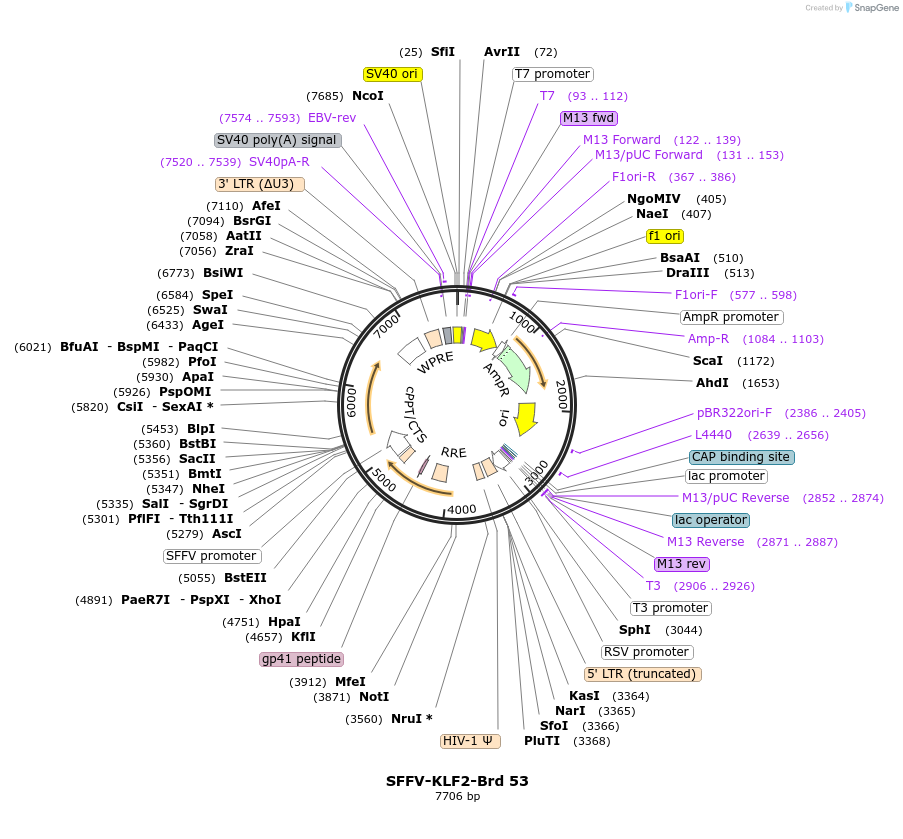 219033-plasmid-map-sequence-id-481631